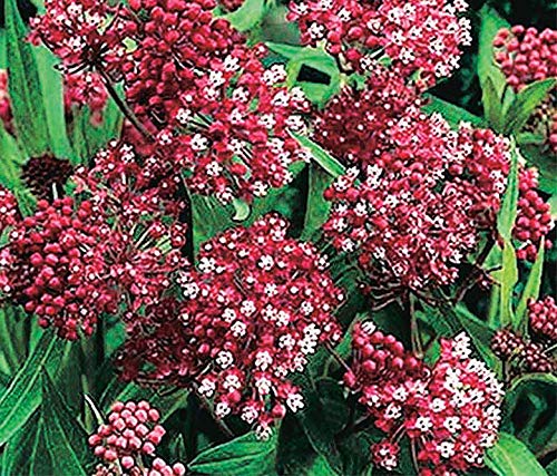 An image of the plant grown with seed for Carmine Rose Asclepias Seeds - Attract Monarch Butterflies, Ideal for Fresh and Dried Floral Arrangements, Thrives in Full Sun, Hardy Perennial