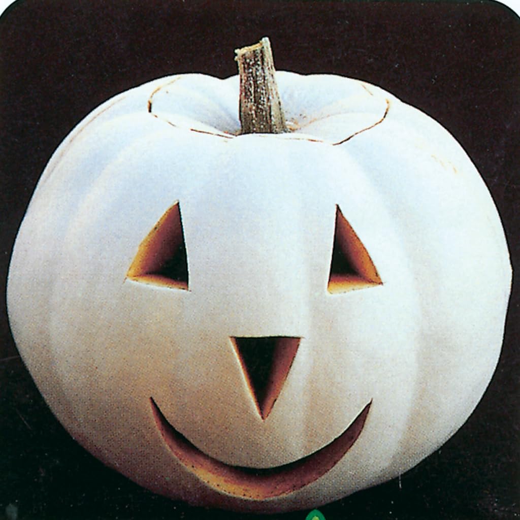 An image of the plant grown with seed for Lumina White Pumpkin Seeds - Unique Ghostly Appearance, Perfect for Fall Decorations, Hearty Thick Orange Flesh, Ideal for Cooking and Crafts, Non-GMO