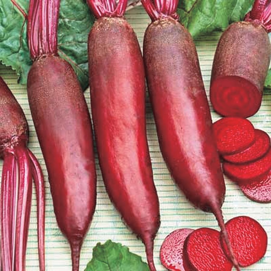 An image of the plant grown with seed for Deep Cylinder Beet Seeds - Brilliant Red, Perfect for Uniform Slicing & Pickling, Heirloom Variety, Non-GMO, Rich Flavored