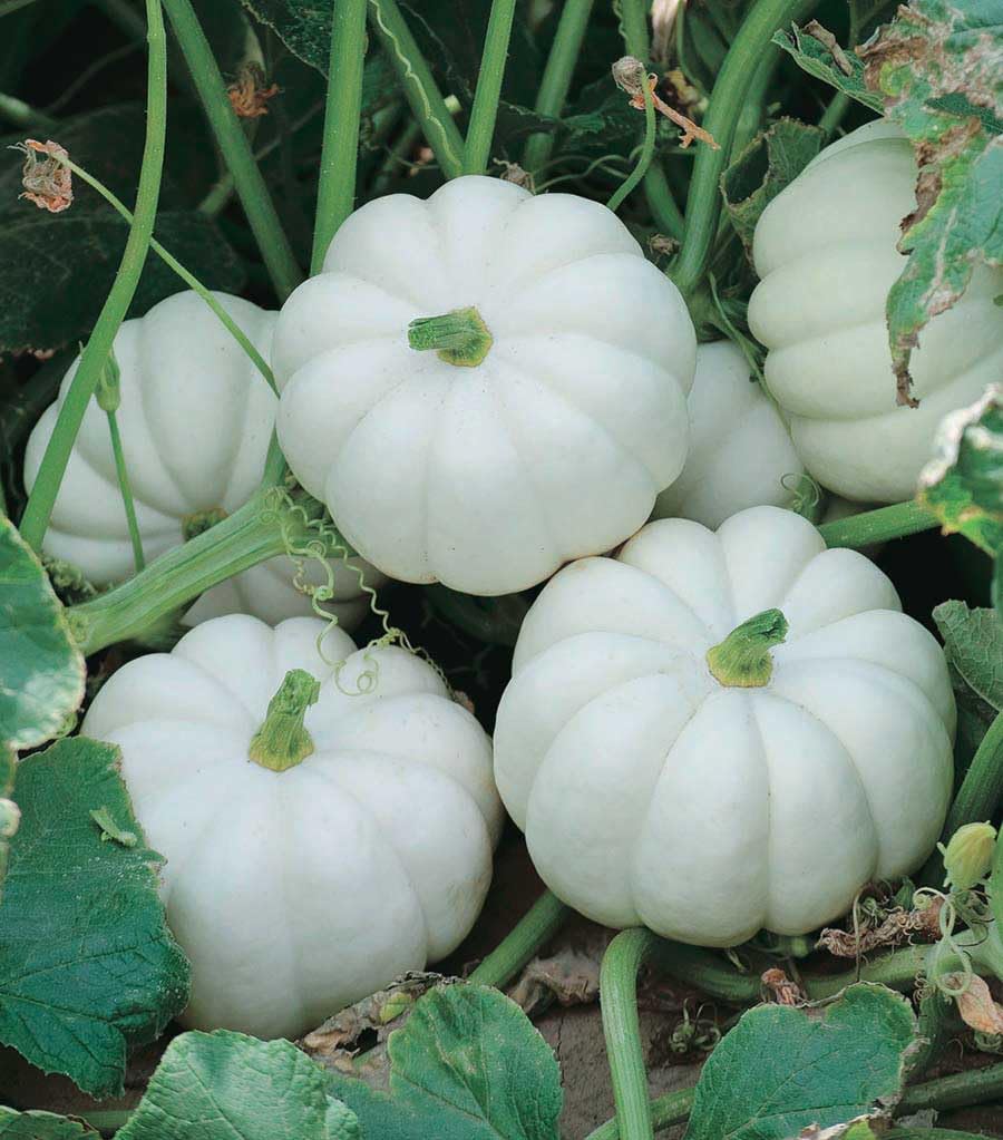 An image of the plant grown with seed for Casperita Hybrid Pumpkin Seeds - Small White Pumpkins with Orange Flesh, Perfect for Sweet & Savory Dishes, Thrives in Various Climates