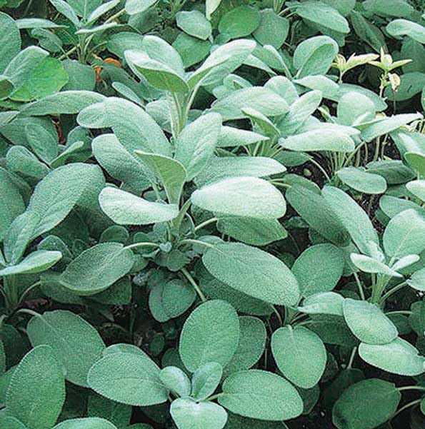 An image of the plant grown with seed for Premium Culinary Sage Seeds - Ideal for Flavorful Cooking and Aromatic Dressings, Thrives in Various Soils, Non-GMO