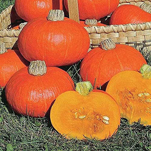 An image of the plant grown with seed for Sunshine Hybrid Squash Seeds - Vibrant Orange-Red Skin, Sweet Nutty Flavor, Perfect for Creamy Soups, Non-GMO, 2004 All-America Award Winner