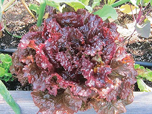 An image of the plant grown with seed for Red Sails Lettuce Seeds - Vibrant Bronze-Red Leaves, Rich in Vitamins, Ideal for Gardens & Flower Beds, Adaptable Growth