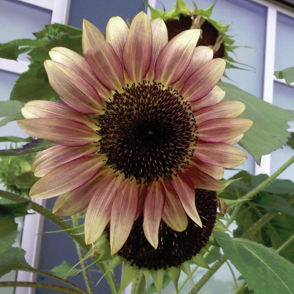 An image of the plant grown with seed for Strawberry Blonde Sunflower Seeds - Unique Lemon & Rose-Pink Blooms, Pollen-Free, Perfect for Vases & Garden Displays, Grows up to 4 Feet Tall