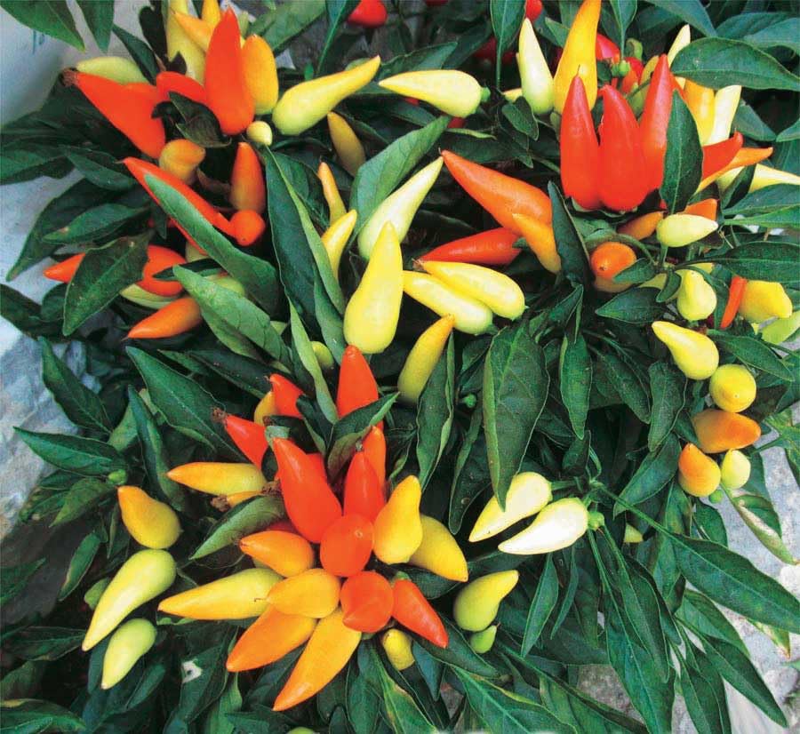 An image of the plant grown with seed for Chilly Chili Ornamental Pepper Seeds - Vibrant Multicolored Display, Sweet Flavor, Compact Growth, Ideal for Containers & Small Gardens