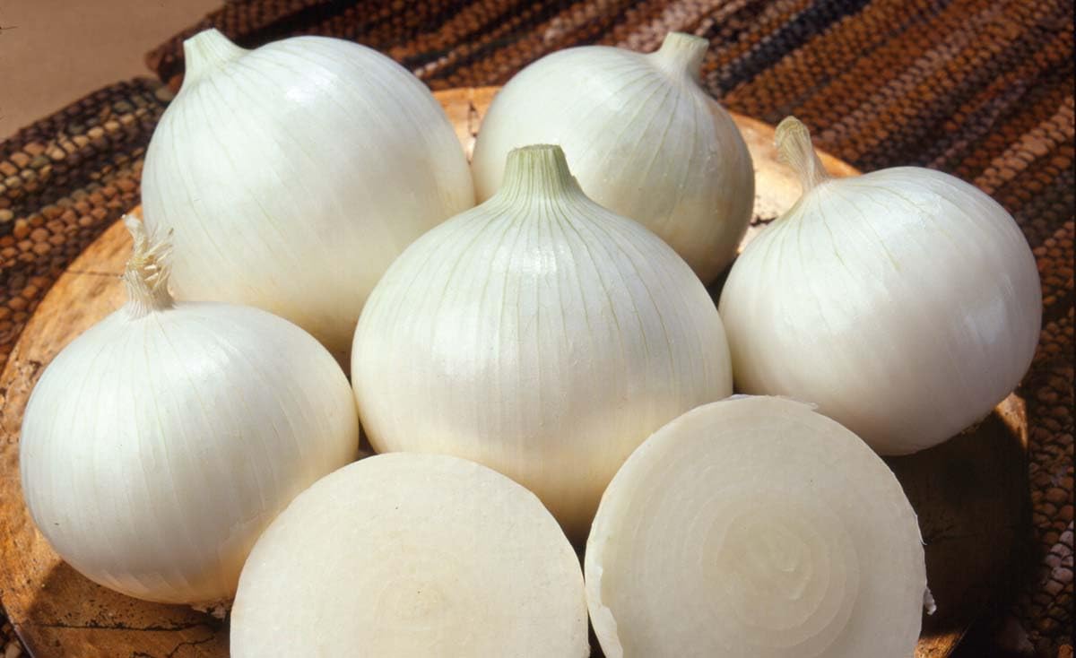 An image of the plant grown with seed for White Cloud Onion Seeds - Vibrant White, Globe-Shaped Bulbs with Strong Roots, Ideal for Home Gardens, Non-GMO