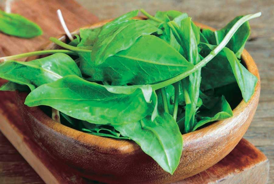 An image of the plant grown with seed for Premium Sorrel Seeds - Lemony Flavor, Ideal for Gourmet Dishes, Thrives in Most Soils, Hardy & Versatile Herb