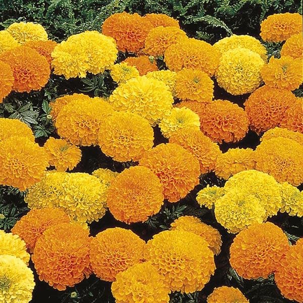 An image of the plant grown with seed for Inca Mix Marigold Seeds - Bright Yellow, Orange & Gold Flowers, Large Blooms, Day-Neutral Growth, Ideal for Vibrant Garden Displays