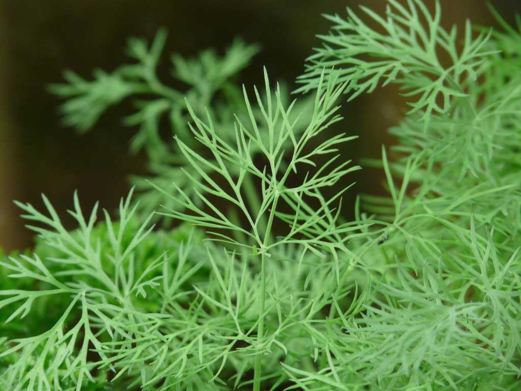 An image of the plant grown with seed for Dill Fernleaf Seeds - Anethum graveolens, Compact Herb for Small Gardens, Fresh Indoor & Outdoor All America Award Winner 1992