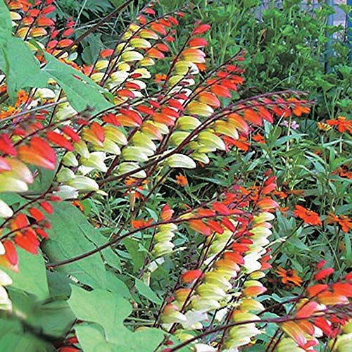 An image of the plant grown with seed for Spanish Flag Vine Seeds - Exotic & Colorful, Ideal for Trellises and Hanging Baskets, Fast-Growing with Tubular Flowers, Non-GMO