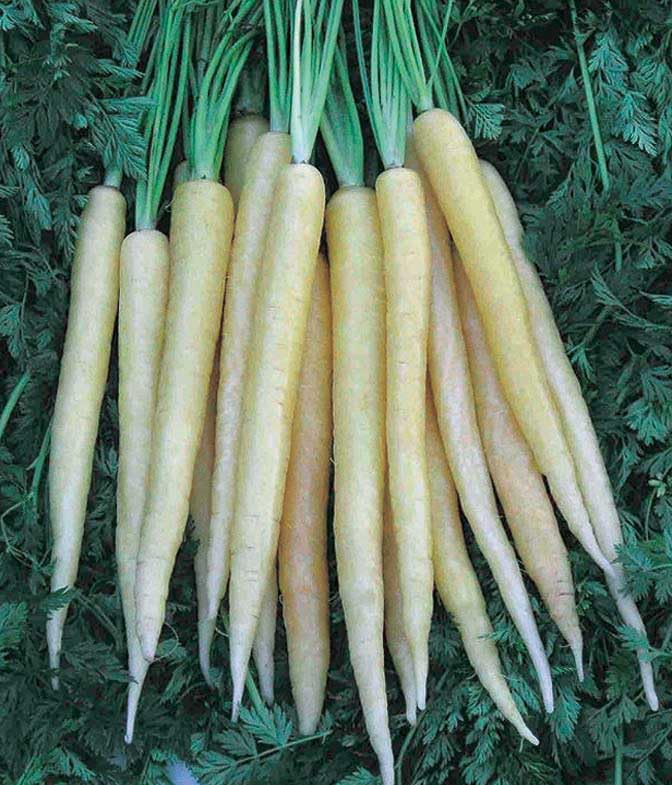 An image of the plant grown with seed for Luna White Carrot Seeds - Heirloom Variety with Creamy White 8-Inch Roots, Mild Flavor, Perfect for Unique Culinary Creations, Non-GMO