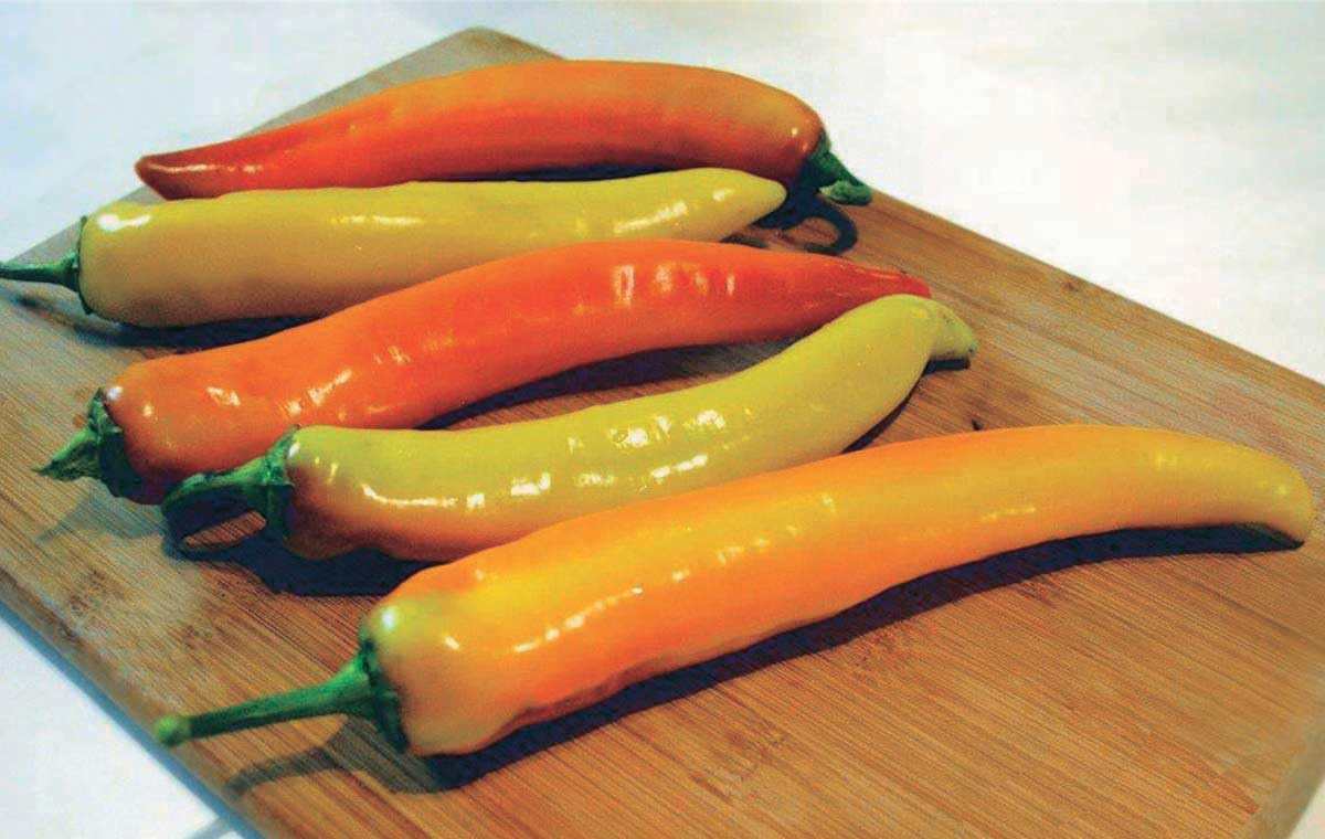 An image of the plant grown with seed for Sunset Hybrid Hot Pepper Seeds - Vibrant Color Change from Yellow to Red, Early Maturing, High Yield, Perfect for Pickling, Frying & Roasting