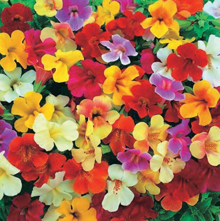 An image of the plant grown with seed for Mimulus Magic Mix Flower Seeds - Bright & Colorful Dwarf Plants, Ideal for Pots and Borders, Blooms Quickly, Pelleted Seeds, Exotic Chile Origin