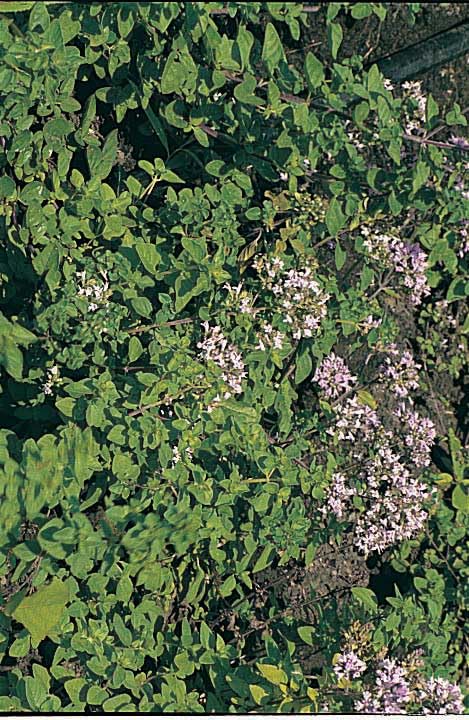 An image of the plant grown with seed for Italian Oregano Seeds - Intense Aroma & Flavor, Ideal for Culinary Use, Hardy & Versatile, Perfect for Indoor and Outdoor Gardens, Non-GMO