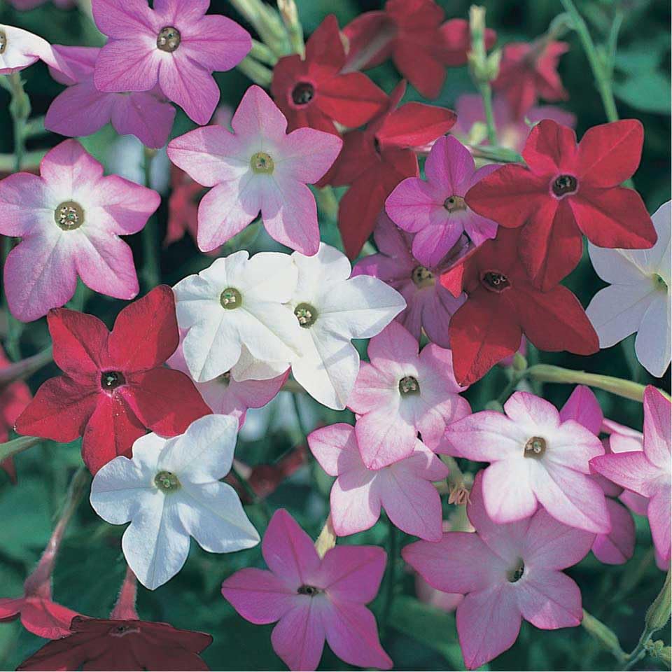 An image of the plant grown with seed for Nicotiana Perfume Mix Flower Seeds - Vibrant, Fragrant Blooms Perfect for Borders and Fragrance Gardens, Native to South America, Thrives in Full Sun