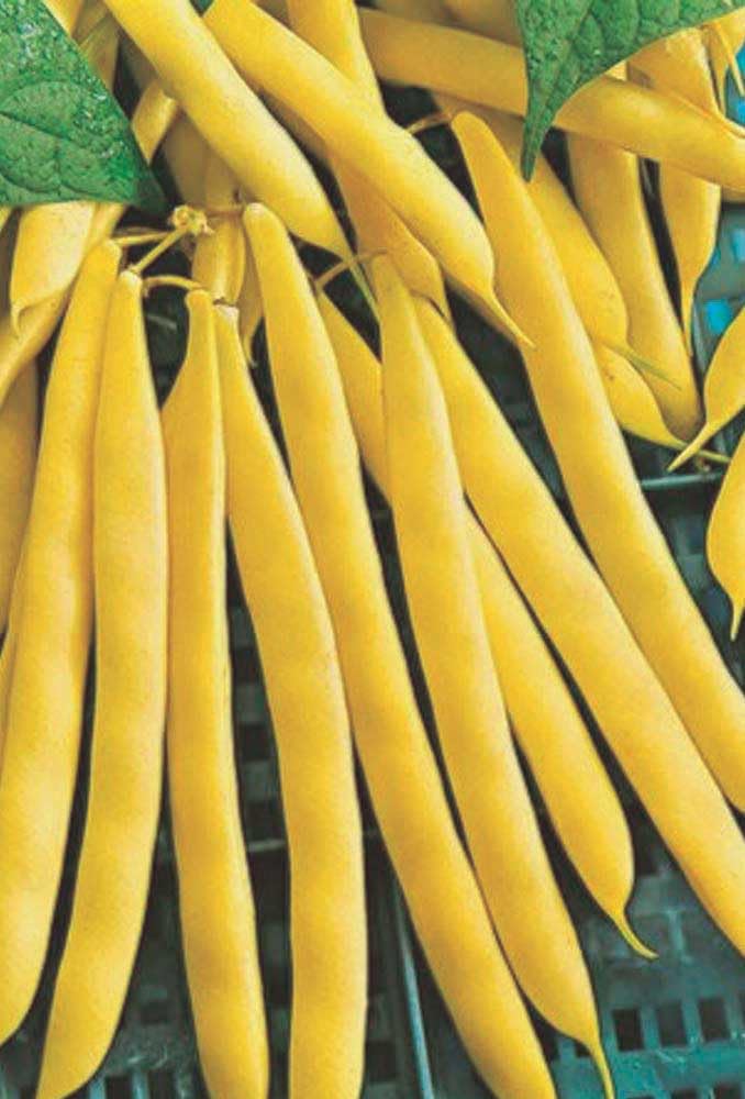 An image of the plant grown with seed for Gold Rush Yellow Bush Bean Seeds - Vibrant & Straight 6-Inch Pods, Easy-to-Harvest, Perfect for Fresh Eating and Canning, Thrives in Various Climates, Non-GMO