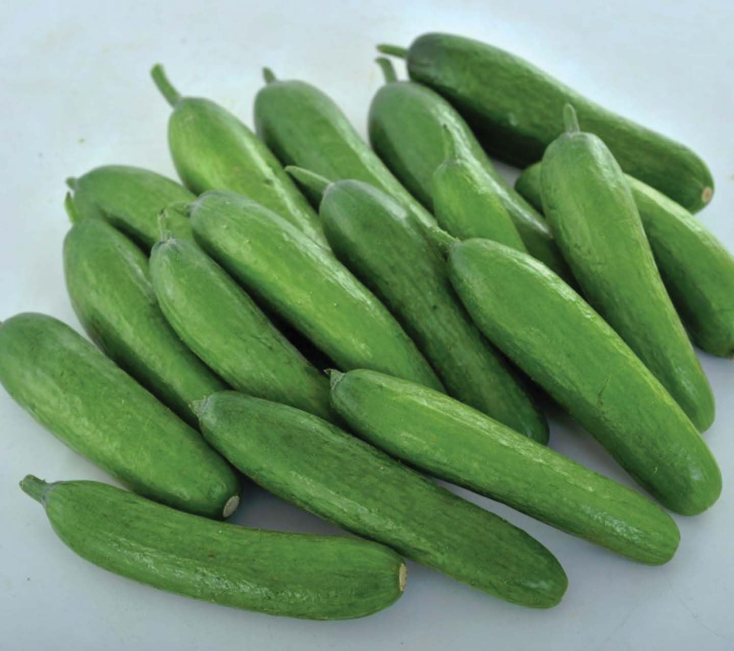 An image of the plant grown with seed for Green Light Mini Cucumber Seeds - Compact, Spineless & Seedless Variety, Perfect for Vertical Gardening, High-Yield, Non-GMO