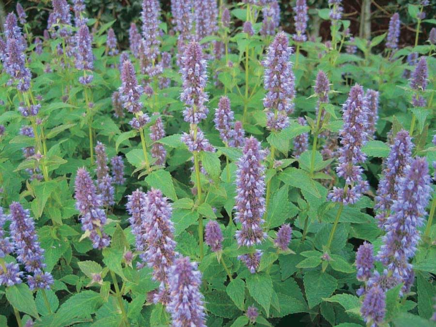 An image of the plant grown with seed for Agastache Foeniculum Seeds - Lush Foliage with Bluish Blooms, Licorice Scented, Ideal for Herbal Teas & Seasoning, Perfect for Late Summer & Fall Gardens, Heirloom & Non-GMO