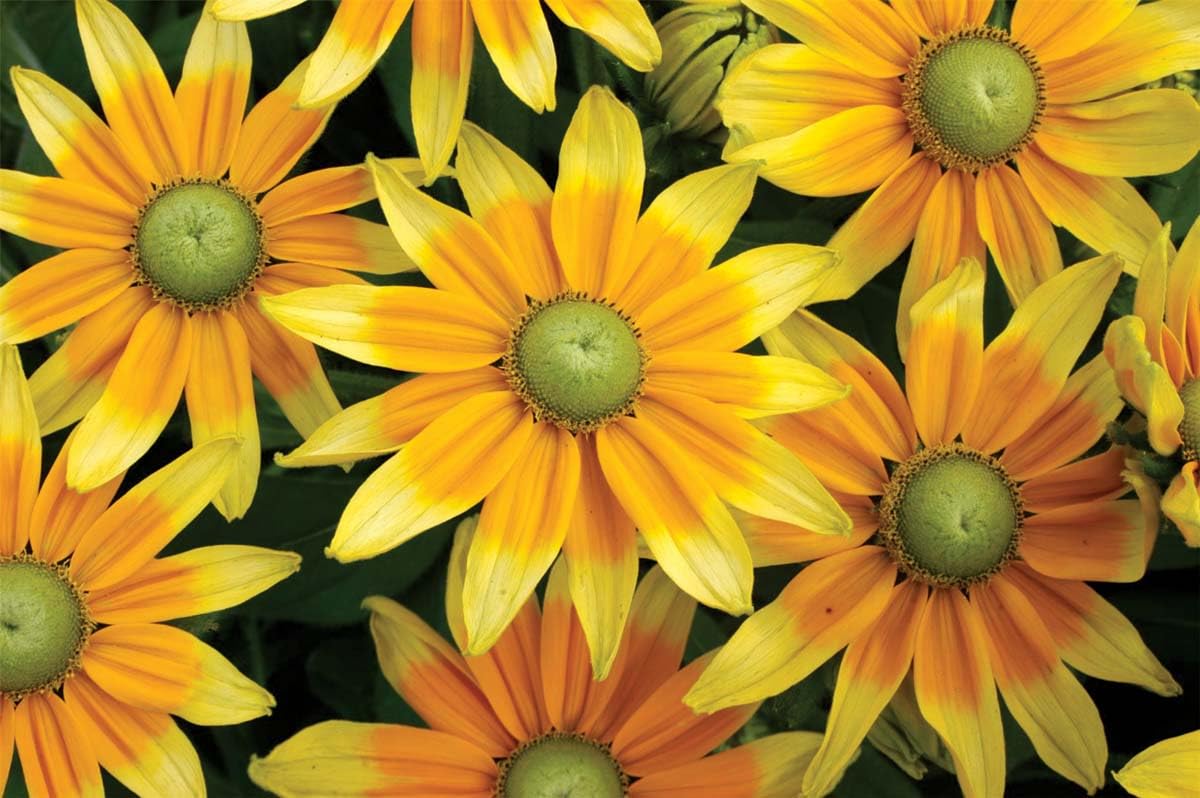 An image of the plant grown with seed for Rudbeckia Prairie Sun Seeds - Award-Winning Bright Blooms, Ideal for Cut Flowers & Garden Display, Drought-Resistant, Non-GMO
