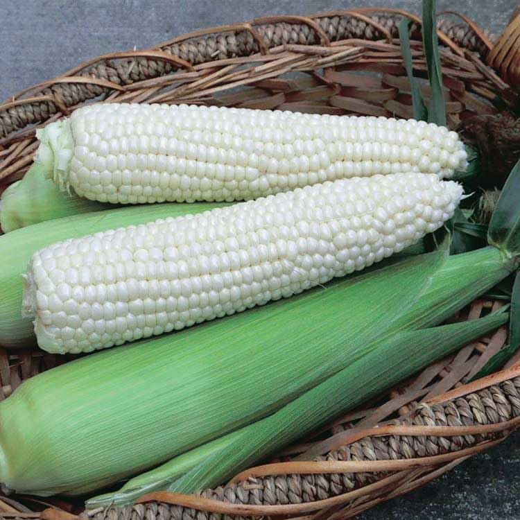 An image of the plant grown with seed for Corn Eden Seeds - SH2 Variety, Crunchy White Kernels, High Sweetness, Excellent for Grilling & Salads, Isolation Needed, Non-GMO