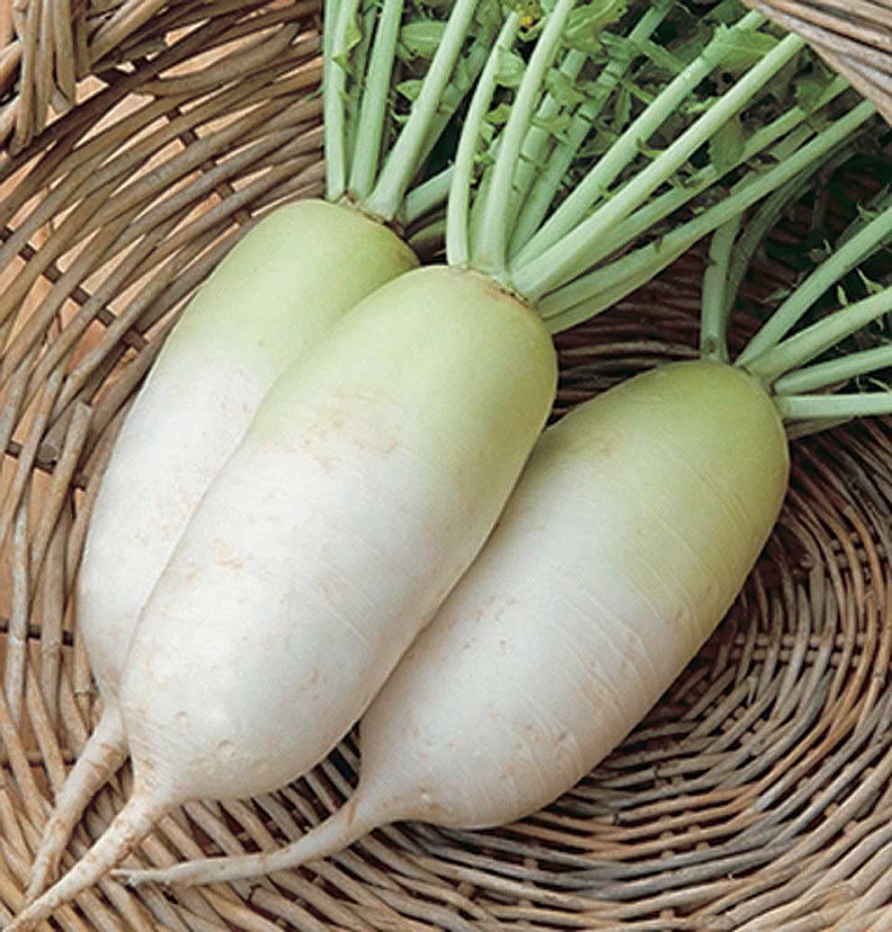 An image of the plant grown with seed for Alpine Daikon Radish Seeds - Crisp & Mild Flavor, Ideal for Pickling and Fresh Salads, Thrives in Cooler Weather, Non-GMO