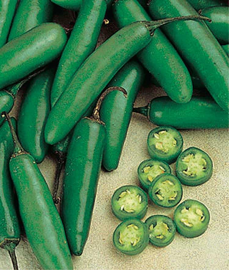 An image of the plant grown with seed for Serrano Del Sol Pepper Seeds - Vibrant & Spicy, Perfect for Salsas, Nachos, and Gourmet Dishes, Prolific & Hardy
