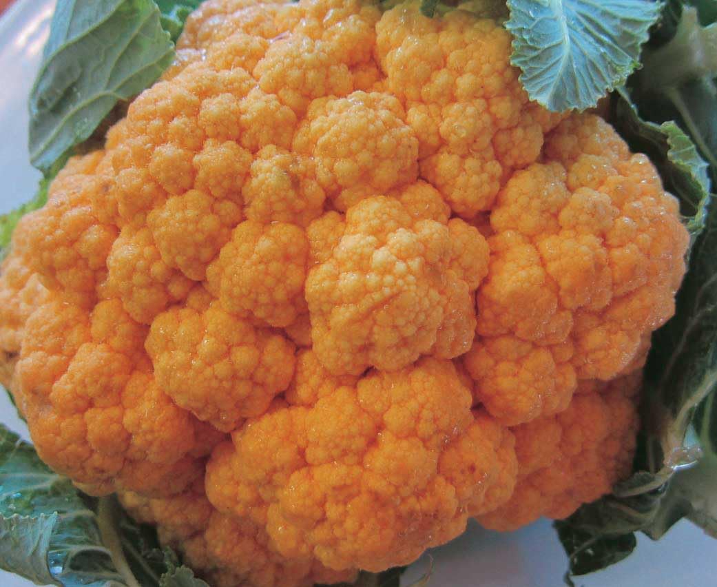 An image of the plant grown with seed for Cauli Cheddar Cauliflower Seeds - Rich in Beta Carotene, Vibrant Yellow Heads, Ideal for Nutritious Dishes, Non-GMO, Adapts to Various Climates