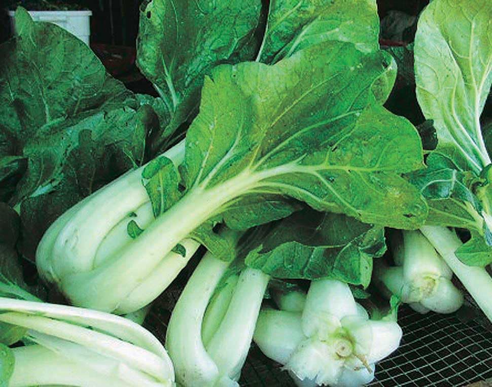 An image of the plant grown with seed for Joi Choi Bok Choi Seeds - Vibrant Asian Green, Perfect for Stir-Fries, Raw Salads, Non-GMO, Fast Growing, Cold-Tolerant