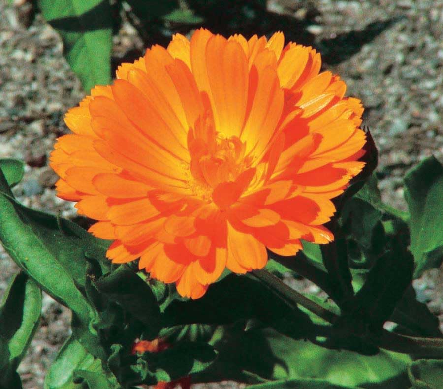 An image of the plant grown with seed for Calendula Candy Man Orange Seeds - Vibrant Bright Orange Blooms, Perfect for Cutting Gardens & Herbal Uses, Non-GMO, Hardy Annual