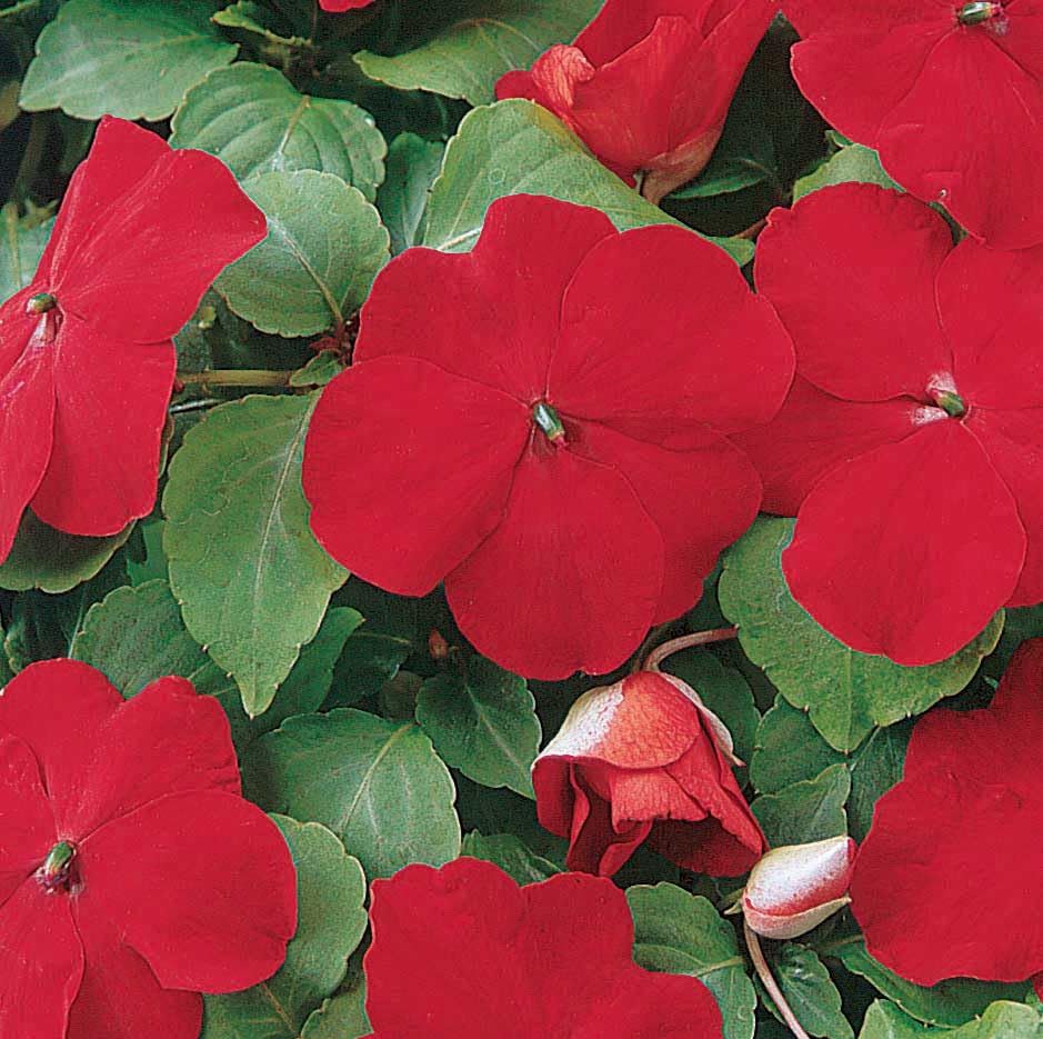 An image of the plant grown with seed for Impatiens SE Red Seeds - Dwarf Super Elfins Variety, Profuse Bright Red Blooms Perfect for Borders & Containers, Thrives in Partial Shade, Non-GMO