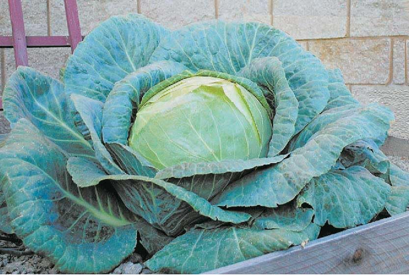 An image of the plant grown with seed for O.S. Cross Cabbage Seeds - Enormous Flat Solid Heads, Ideal for Sauerkraut, Great for Exhibition, Heirloom Quality, Non-GMO