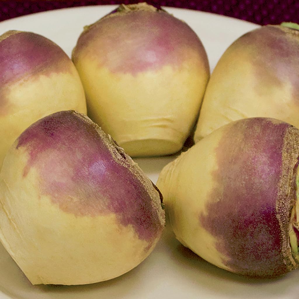 An image of the plant grown with seed for Laurentian Rutabaga Seeds - Sweet Yellow Flesh, Perfect for Winter Dishes, Hardy & Cold Resistant, Non-GMO