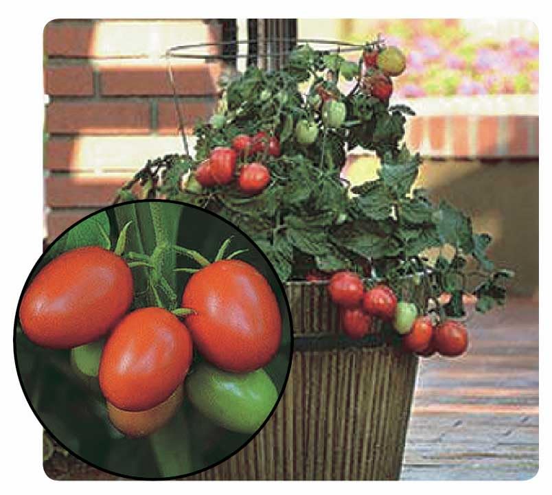 An image of the plant grown with seed for Little Napoli Tomato Seeds - Compact, High Yielding, Bright Red Pear-Shaped Fruits, Perfect for Container Gardening, Determinate Variety