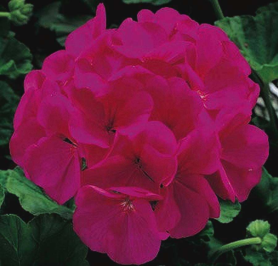An image of the plant grown with seed for Geranium Maverick Violet Seeds - Early Blooming with Large Flowers - Ideal for Cool Temperatures, Perfect for Planters and Garden Beds