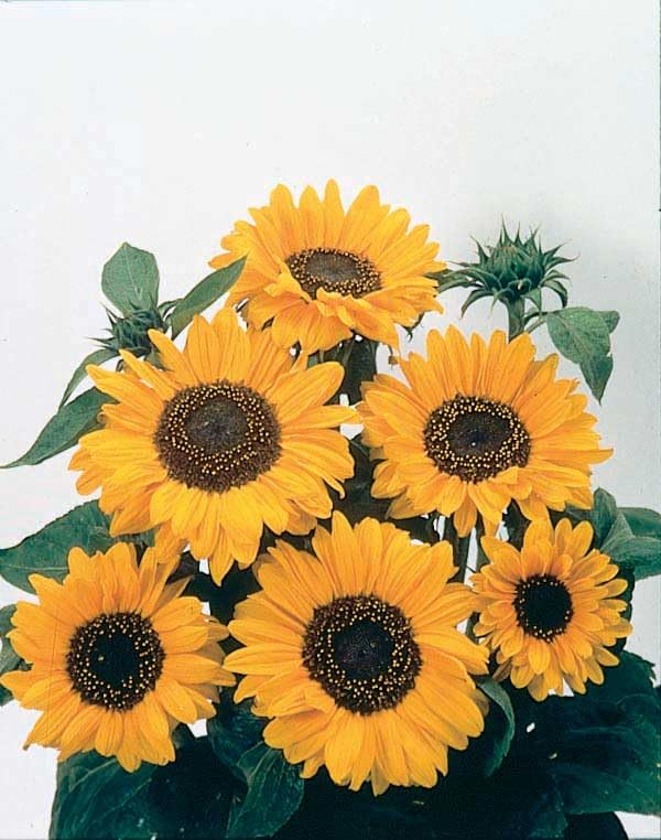 An image of the plant grown with seed for Award-Winning Soraya Sunflower Seeds - Vibrant Orange Blooms, Ideal for Borders & Cut Flowers, Grows Up to 5ft, AAS Winner