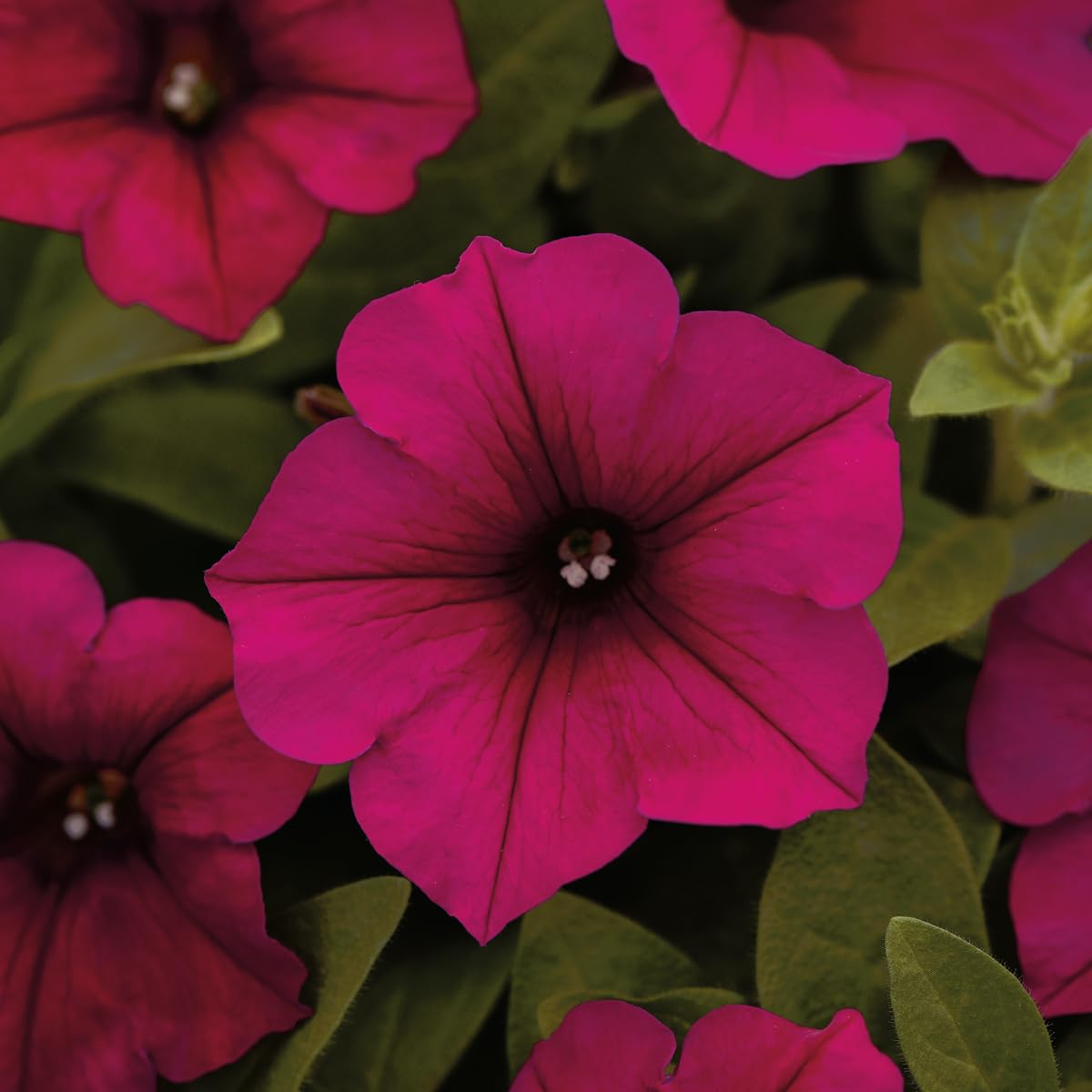 An image of the plant grown with seed for Carmine Velour Petunia Seeds - Vibrant Red Blossoms, Ideal for Baskets & Flower Beds, Thrives in Cool Temperatures, Non-GMO