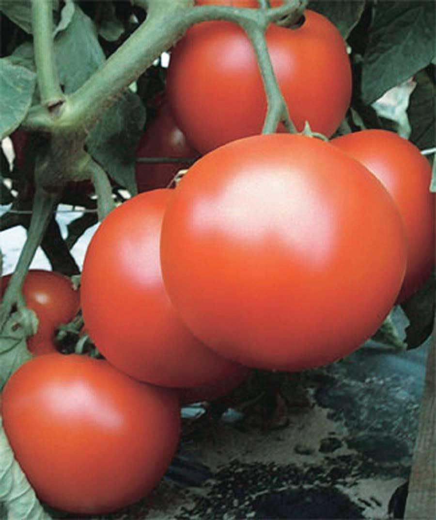 An image of the plant grown with seed for Primo Red Tomato Seeds - Large Vine Ripe, Smooth Globe Shape, Flavorful & Robust, Suitable for Salads and Cooking, Non-GMO