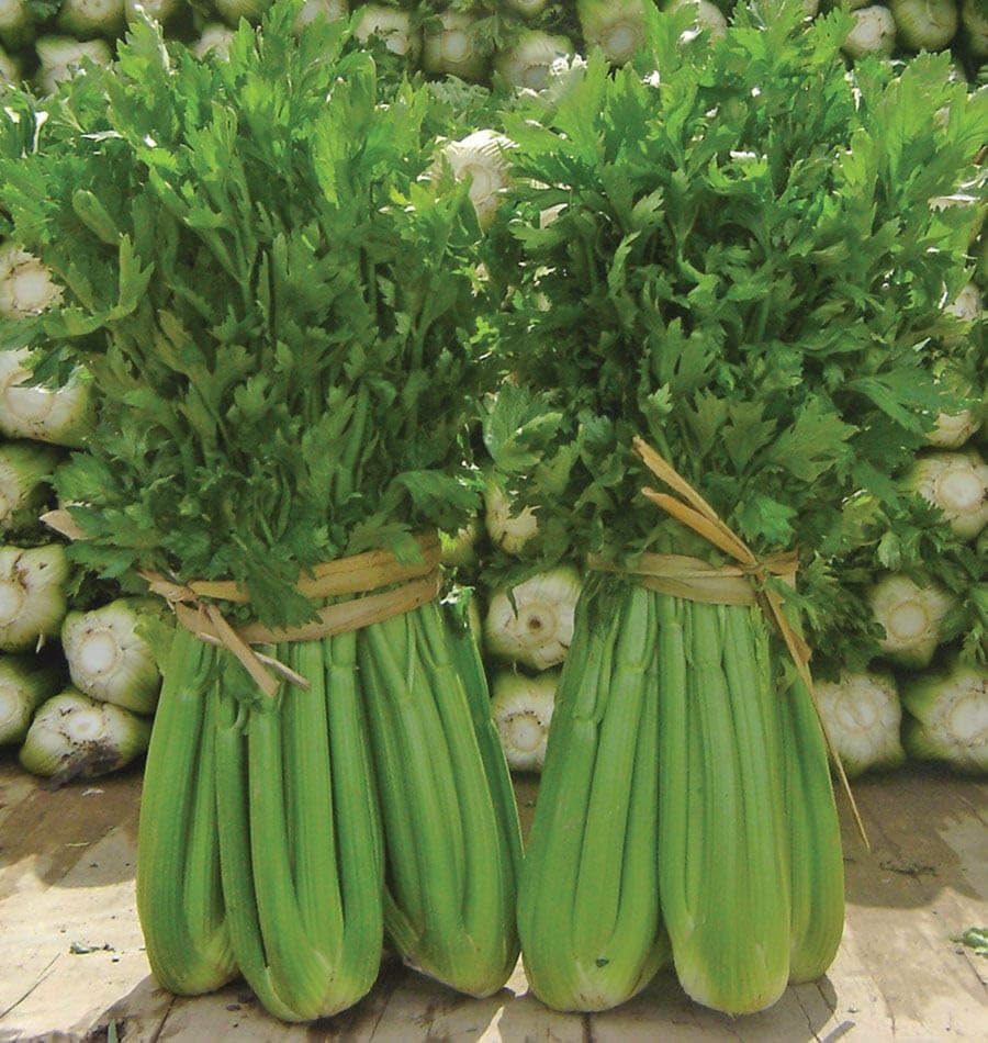 An image of the plant grown with seed for Tango Celery Seeds - Crunchy & Sweet, Non-Stringy Stalks, High Yield, Fresh and Vibrant, Ideal for Snacks, Salads, and Culinary Delights, Non-GMO