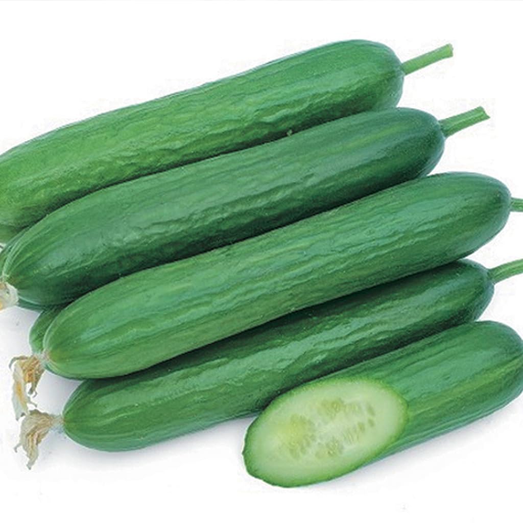 An image of the plant grown with seed for Aladdin Cucumber Seeds - Slender & Uniform, Perfect for Salads, High Yield, Continuous Fruit Setting, Strong Vines, Non-GMO