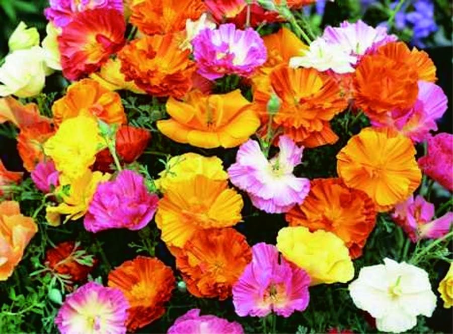 An image of the plant grown with seed for Poppy California Mission Bells Mix Seeds - Vibrant Color Range with Large, Glossy Flowers, Perfect for Sunny Gardens, Non-GMO