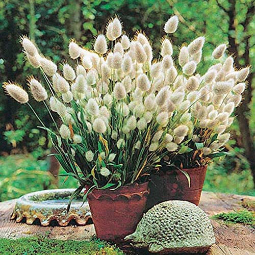 An image of the plant grown with seed for Bunny Tails Grass Seeds - Soft, Fuzzy Textured Poms, Perfect for Containers & Borders, Drought Tolerant, Non-GMO