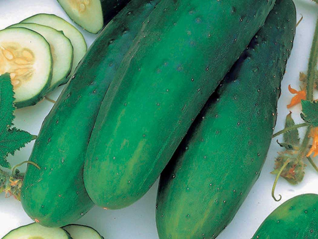 An image of the plant grown with seed for Straight 8 Cucumber Seeds - Dark Green Slicing Cucumbers, Crisp White Flesh, Award-Winning, Non-GMO, Ideal for Trellis