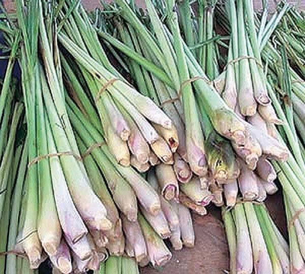 An image of the plant grown with seed for Premium Lemongrass Seeds - Cymbopogon, Perfect for Culinary & Medicinal Uses, Natural Mosquito Repellent, Ideal for Garden Borders