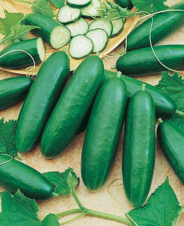 An image of the plant grown with seed for Diva Cucumber Seeds - Non-Bitter and Sweet Crisp Flavor, Disease-Resistant, Produces Abundantly Without Pollination, Perfect for Fresh Slicing