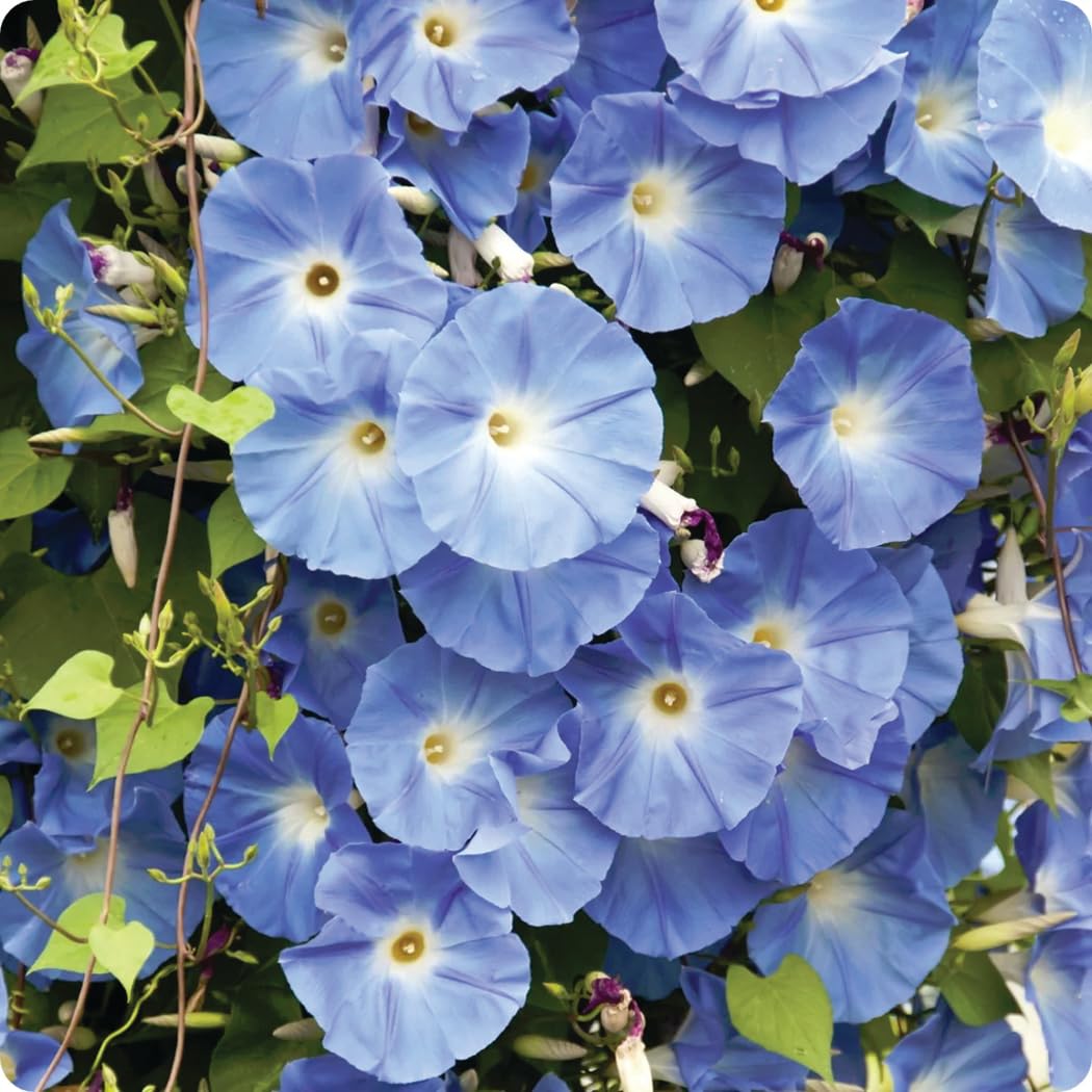 An image of the plant grown with seed for Morning Glory Heavenly Blue Seeds - Large Pastel-Blue Flowers, Vigorous Climbing Vines, Perfect for Trellises & Fences, Tropical Origin, Non-GMO