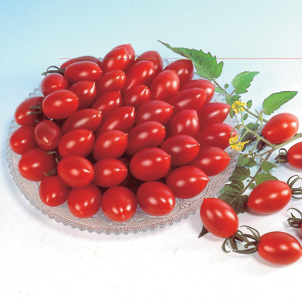 An image of the plant grown with seed for Sugary Cherry Tomato Seeds - Award-Winning Sweet Flavor, Semi-Determinate Growth, Perfect for Snacking and Salads, Non-GMO, Continuous Harvest