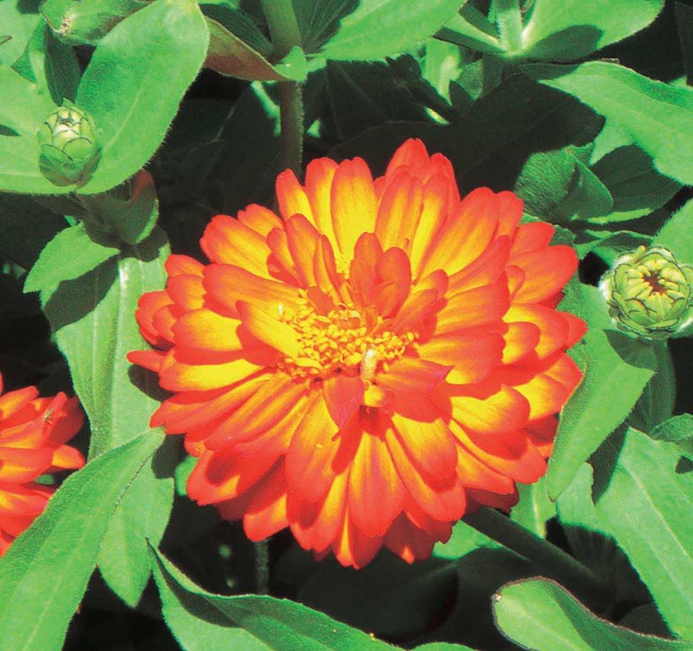 An image of the plant grown with seed for Zahara Fire Zinnia Seeds - Award-Winning Double-Flowered, Vibrant Red and Orange Blooms, Ideal for Hot, Dry Areas, Attracts Pollinators, Non-GMO