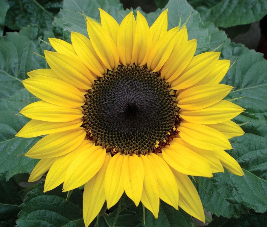 An image of the plant grown with seed for Choco Sun Sunflower Seeds - Dwarf Variety, Quick-Blooming, Lemon Yellow Flowers with Chocolate Brown Centers, Ideal for Containers and Small Spaces