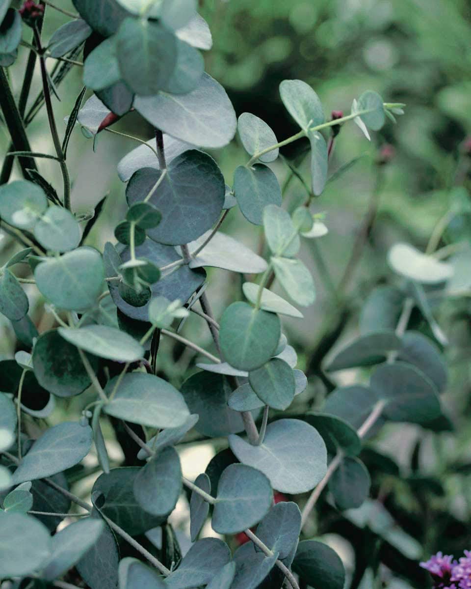 An image of the plant grown with seed for Eucalyptus Silver Drop Seeds - Unique Silver Foliage, Perfect for Dried Floral Arrangements & Repelling Rabbits, Fast Growing