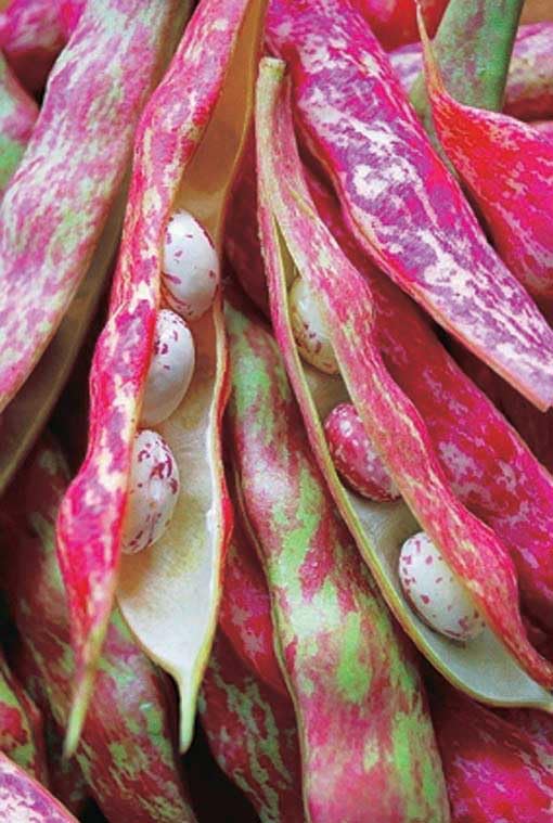 An image of the plant grown with seed for Heirloom Borlotti Bean Seeds - Versatile Cranberry Bean, Ideal for Fresh, Frozen, or Dried Use, Bush Growth Habit, Non-GMO